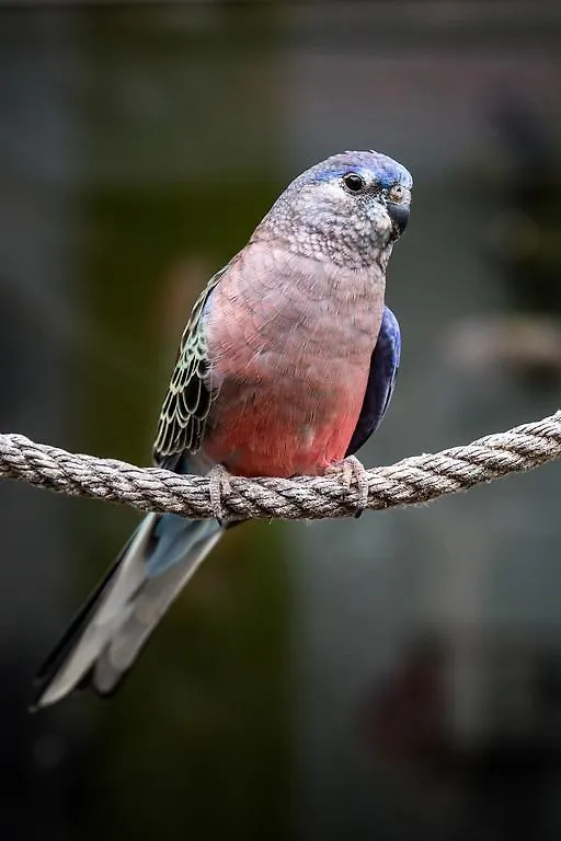 Chambres D'Hotes- Lille Aux Oiseaux 4*,  Francie